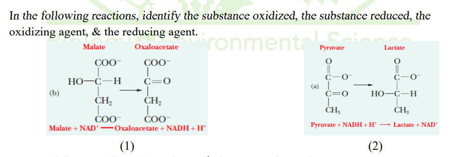 In the following reactions, identify the substance oxidized, the substance reduced, the
oxidizing agent, & the reducing agent.
ronmenta
Malate
Oxaloacetate
Руruvate
Lactate
COO-
COO-
||
C-o-
C-0-
Но -С—Н
C=0
(a) |
ċ=0
(b)
Но-С—Н
CH2
CH,
ČOO-
ČOO-
Pyruvate + NADH + H' → Lactate + NAD*
Malate + NAD* –Oxaloacetate + NADH + H*
(1)
(2)
