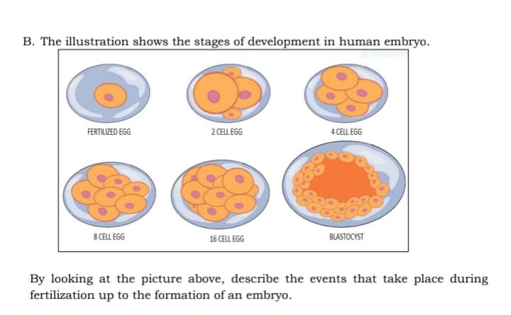 B. The illustration shows the stages of development in human embryo.
FERTILIZED EGG
2 CELL EGG
4 CELL EGG
8 CELL EGG
16 CELL EGG
BLASTOCYST
By looking at the picture above, describe the events that take place during
fertilization up to the formation of an embryo.
