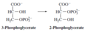 COO-
COO-
HC-OPO?
H,ċ-OH
НС —ОН
H,Ċ-OPO?
3-Phosphoglycerate
2-Phosphoglycerate

