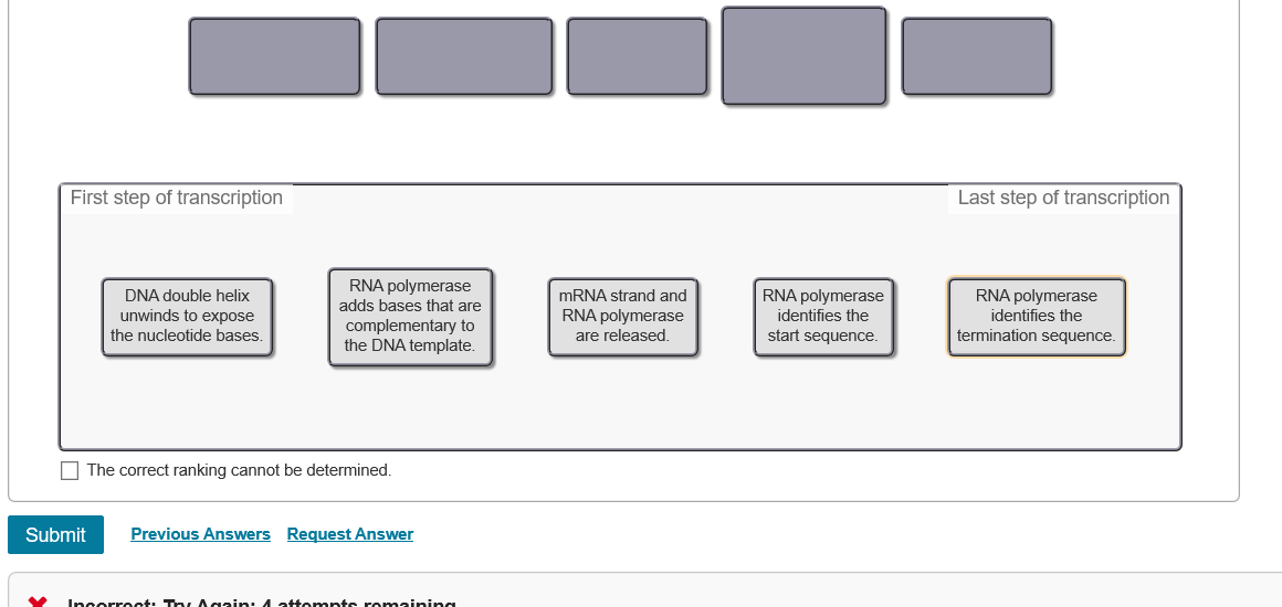 First step of transcription
Last step of transcription
RNA polymerase
adds bases that are
DNA double helix
unwinds to expose
the nucleotide bases.
MRNA strand and
RNA polymerase
identifies the
RNA polymerase
identifies the
complementary to
the DNA template.
RNA polymerase
are released.
start sequence.
termination sequence.
O The correct ranking cannot be determined.
Submit
Previous Answers Request Answer
Incorrect: Ty Again: 4 att mpts ronmaining
