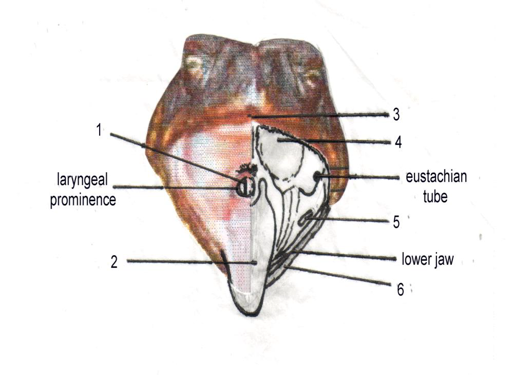 laryngeal
prominence
2
3
4
eustachian
tube
lower jaw
6
1
5