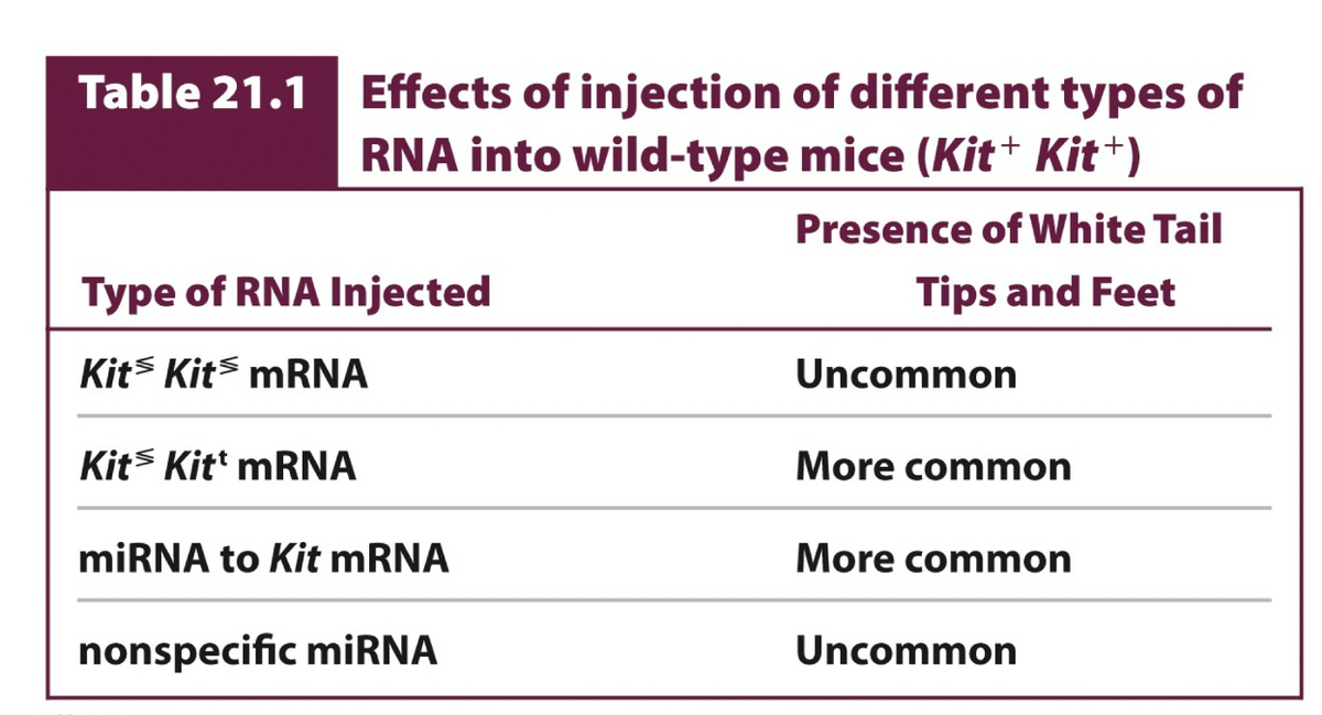 Effects of injection of different types of
RNA into wild-type mice (Kit+ Kit+)
Presence of White Tail
Tips and Feet
Uncommon
More common
More common
Uncommon
Table 21.1
Type of RNA Injected
Kit Kit mRNA
Kit Kitt mRNA
miRNA to Kit mRNA
nonspecific miRNA