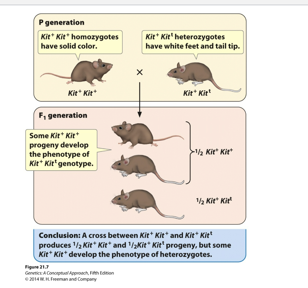 P generation
Kit Kit homozygotes
have solid color.
Kit+ Kit+
Kit+ Kitt heterozygotes
have white feet and tail tip.
Kit+ Kitt
F₁ generation
Some Kit+ Kit+
progeny develop
the phenotype of
Kit+ Kitt genotype.
>1/2 Kit+ Kit+
1/2 Kit+ Kitt
Conclusion: A cross between Kit* Kit* and Kit Kitt
produces ¹/2 Kit+ Kit* and ¹/₂Kit* Kitt progeny, but some
Kit+ Kit develop the phenotype of heterozygotes.
Figure 21.7
Genetics: A Conceptual Approach, Fifth Edition
2014 W. H. Freeman and Company