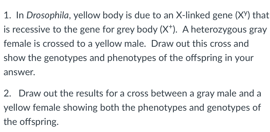 1. In Drosophila, yellow body is due to an X-linked gene (XY) that
is recessive to the gene for grey body (X+). A heterozygous gray
female is crossed to a yellow male. Draw out this cross and
show the genotypes and phenotypes of the offspring in your
answer.
2. Draw out the results for a cross between a gray male and a
yellow female showing both the phenotypes and genotypes of
the offspring.