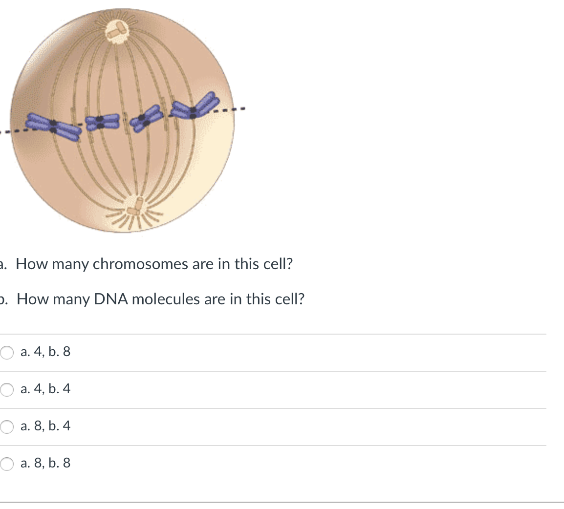 a. How many chromosomes are in this cell?
D. How many DNA molecules are in this cell?
a. 4, b. 8
a. 4, b. 4
a. 8, b. 4
a. 8, b. 8