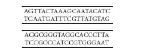 AGTTACTAAAGCAATACATC
TCAATGATTTCGTTATGTAG
AGGCGGGTAGGCACCCTTA
TCCGCCCATCCGTGGGAAT
