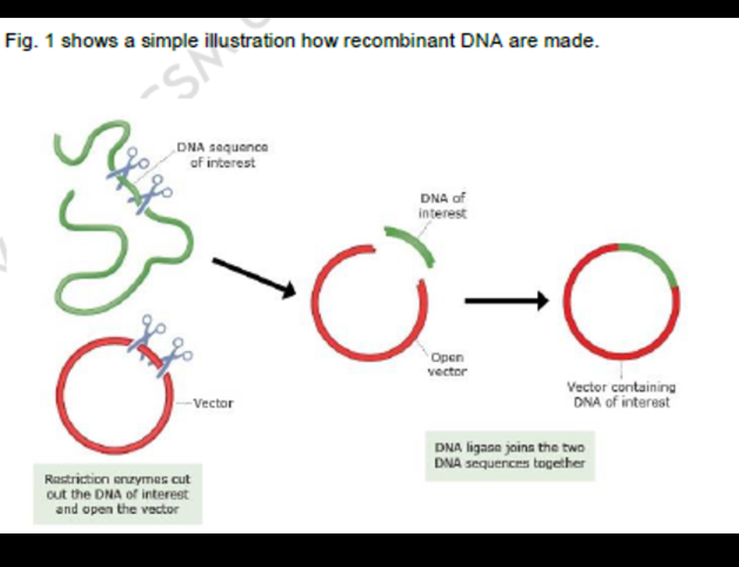 Fig. 1 shows a simple illustration how recombinant DNA are made.
-S
DNA saquance
of interest
DNA of
interest
Open
vector
Vector containing
DNA of interest
Vector
DNA ligase joina the two
DNA sequences together
Rastriction enzymes cut
out the DNA of interest
and open the vactor
