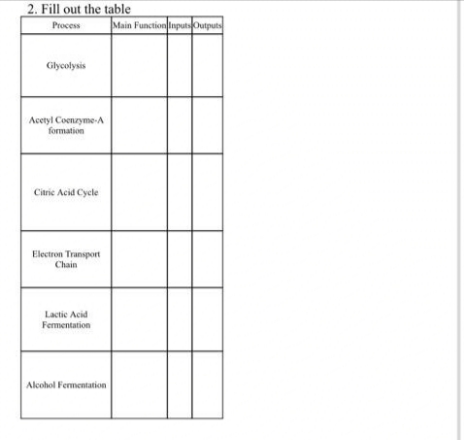 2. Fill out the table
Process
Main Function Inputs Outputs
Glycolysis
Acetyl Coenzyme-A
formation
Citric Acid Cycle
Electron Transport
Chain
Lactic Acid
Fermentation
Alcohol Fermentation
