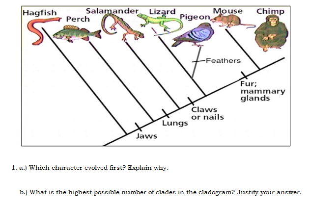 Hagfish
Salamander Lizard
Perch
Jaws
Lungs
1. a.) Which character evolved first? Explain why.
Mouse Chimp
Pigeon,
-Feathers
Claws
or nails
Fur;
mammary
glands
b.) What is the highest possible number of clades in the cladogram? Justify your answer.