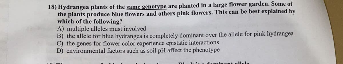 18) Hydrangea plants of the same genotype are planted in a large flower garden. Some of
the plants produce blue flowers and others pink flowers. This can be best explained by
which of the following?
A) multiple alleles must involved
B) the allele for blue hydrangea is completely dominant over the allele for pink hydrangea
C) the genes for flower color experience epistatic interactions
D) environmental factors such as soil pH affect the phenotype
inont ollole
