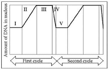 II
III
IV
I
V
First cycle
Second cycle
Amount of DNA in nucleus
