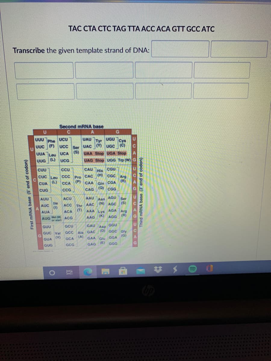 TÁC CTA CTC TAG TTA ACCACA GTT GCCATC
Transcribe the given template strand of DNA:
Second mRNA base
C
U
UUU
UCU
UAU Tyr UGU Cys
Phe
UUC (F) ucc Ser UAC M UGC (C)
UUALeu UCA (S)
UAA Stop UGA Stop
UUG (L) UcG
UAG Stop UGG Trp (W) G
CUU
CCU
CAU His CGU
CUC Leu CCC Pro CAC (H) CGC Arg
CUA (L)
(R)
(P) CAA TGin CGA
CCA
CUG
CCG
CAG (0) cGG
AUU
ACU
AAU Asn AGU Ser
ACC The AAC (N) AGc (S)
ACA M AAA Lys AGA Arg
(R)
le
AUC
(1)
AUA
AUG Met (M ACG
or start
AAG (K) AGG
GUU
GCU
GAU
Asp
GGU
Ala GAC (D) GGC Gly
(A)
GUC Val GCC
G.
(G)
(V)
GUA
GCA
GAA Glu
GGA
GAG
(E) GGG
GUG
GCG
First MRNA base (5' end of codon)
Third mRNA base (3' end of codon)
UCAG UOAGU CAGbCAG
