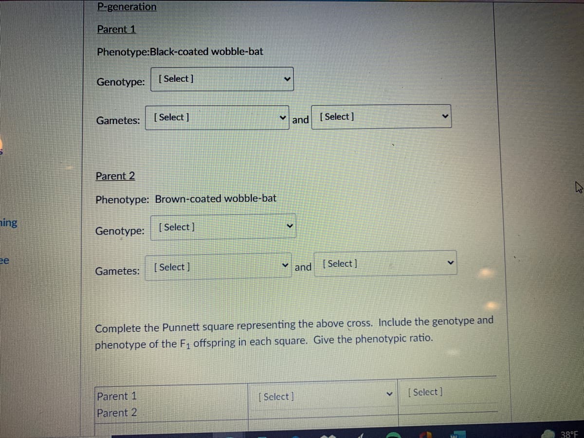 P-generation
Parent 1
Phenotype:Black-coated wobble-bat
Genotype:
[ Select]
Gametes:
[ Select ]
and [Select]
Parent 2
Phenotype: Brown-coated wobble-bat
ning
[ Select ]
Genotype:
ее
[ Select ]
v and [Select]
Gametes:
Complete the Punnett square representing the above cross. Include the genotype and
phenotype of the F1 offspring in each square. Give the phenotypic ratio.
Parent 1
[ Select]
[ Select]
Parent 2
38°F
