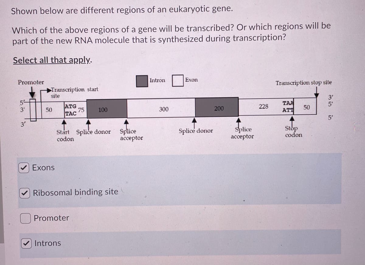Shown below are different regions of an eukaryotic gene.
Which of the above regions of a gene will be transcribed? Or which regions will be
part of the new RNA molecule that is synthesized during transcription?
Select all that apply.
Promoter
Intron
Exon
Transcription stop sile
Transcription start
site
5-
31
ATG
75
TAC
TAA
ATT
3'
5'
50
100
300
200
228
50
3'
5'
Start Splice donor
codon
Splice
аcсeptor
Splice
acceptor
Splice donor
Stop
codon
Exons
Ribosomal binding site
Promoter
Introns
