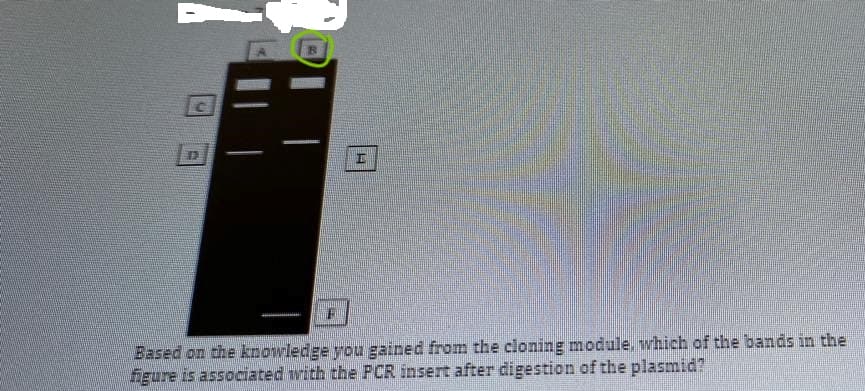 1
Based on the knowledge you gained from the cloning module, which of the bands in the
figure is associated with the PCR insert after digestion of the plasmid?
H