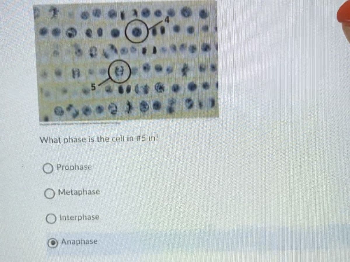 What phase is the cell in #5 in?
O Prophase
O Metaphase
O Interphase
Anaphase
