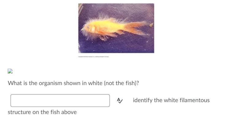 What is the organism shown in white (not the fish)?
identify the white filamentous
structure on the fish above
