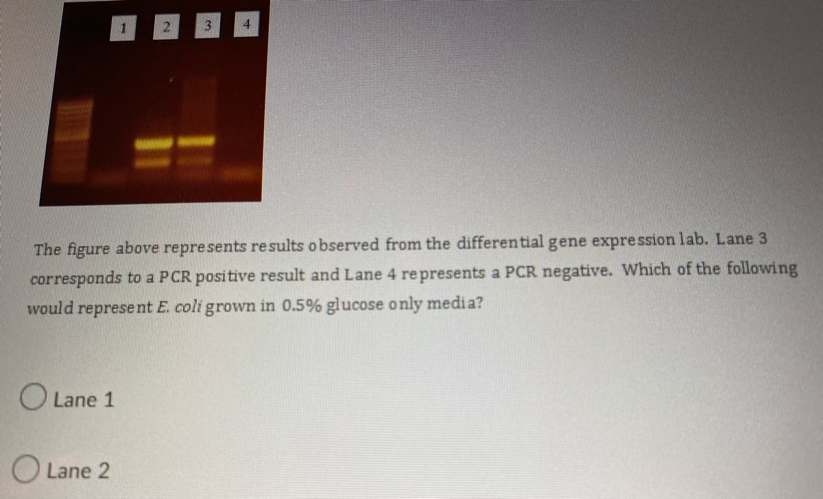 177
3
The figure above represents results observed from the differential gene expression lab. Lane 3
corresponds to a PCR positive result and Lane 4 represents a PCR negative. Which of the following
would represent E. coli grown in 0.5% glucose only media?
O Lane 1
Lane 2