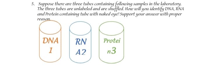 5. Suppose there are three tubes containing following samples in the laboratory.
The three tubes are unlabeled and are shuffled. How will you identify DNA, RNA
and Protein containing tube with naked eye? Support your answer with proper
reason.
DNA
RN
Protei
1
A2
n3
