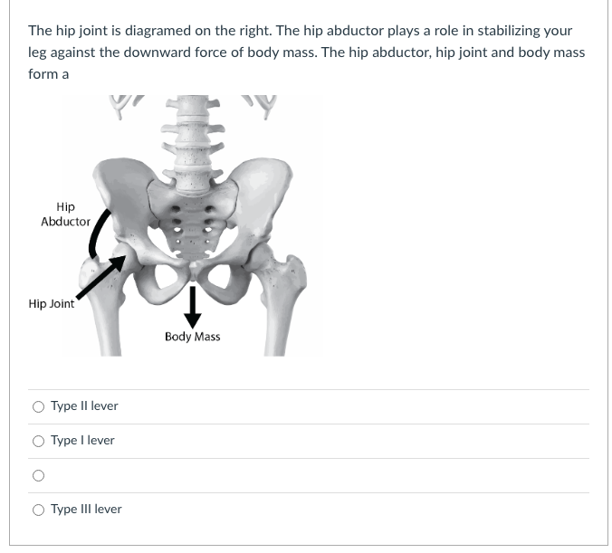 The hip joint is diagramed on the right. The hip abductor plays a role in stabilizing your
leg against the downward force of body mass. The hip abductor, hip joint and body mass
form a
Y'
Hip
Abductor
Hip Joint
Type II lever
Type I lever
Type III lever
Body Mass