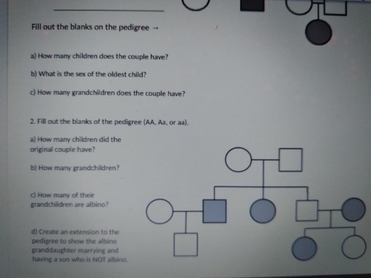 Fill out the blanks on the pedigree-
a) How many children does the couple have?
b) What is the sex of the oldest child?
c) How many grandchildren does the couple have?
2. Fill out the blanks of the pedigree (AA, Aa, or aa).
a) How many children did the
original couple have?
b) How many grandchildren?
c) How many of their
grandchildren are albino?
d) Create an extension to the
pedigree to show the albino
granddaughter marrying and
having a son who is NOT albino.
