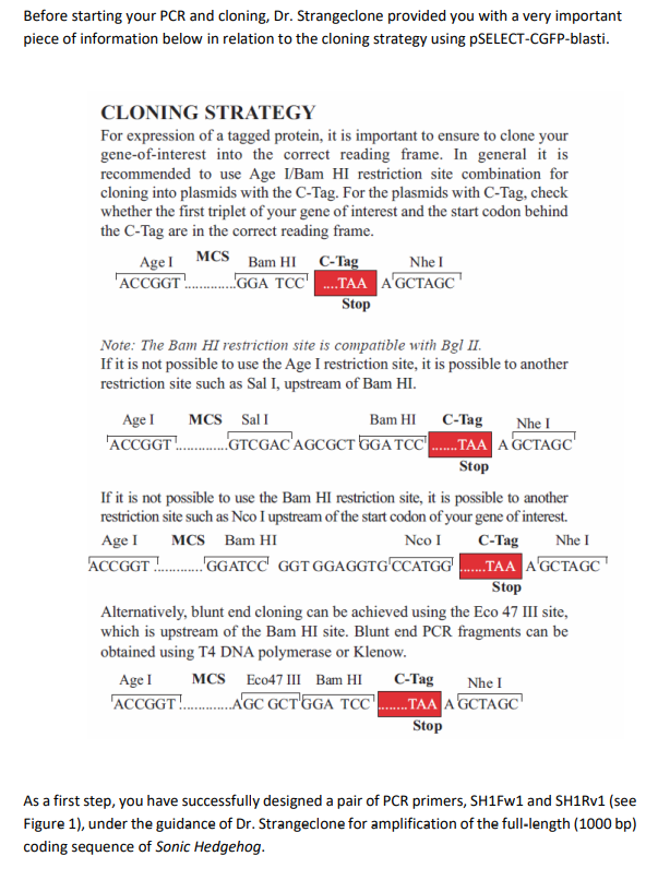 Before starting your PCR and cloning, Dr. Strangeclone provided you with a very important
piece of information below in relation to the cloning strategy using pSELECT-CGFP-blasti.
CLONING STRATEGY
For expression of a tagged protein, it is important to ensure to clone your
gene-of-interest into the correct reading frame. In general it is
recommended to use Age I/Bam HI restriction site combination for
cloning into plasmids with the C-Tag. For the plasmids with C-Tag, check
whether the first triplet of your gene of interest and the start codon behind
the C-Tag are in the correct reading frame.
MCS
AgeI
ACCGGT..
Bam HI C-Tag
.GGA TCC' ..TAA AGCTAGC
Nhe I
Stop
Note: The Bam HI restriction site is compatible with Bgl II.
If it is not possible to use the Age I restriction site, it is possible to another
restriction site such as Sal I, upstream of Bam HI.
Age I
'ACCGGT!..
MCS Sal I
Bam HI C-Tag
Nhe I
.GTCGAC'AGCGCT GGA TCC...TA A GCTAGC
Stop
If it is not possible to use the Bam HI restriction site, it is possible to another
restriction site such as Nco I upstream of the start codon of your gene of interest.
Age I MCS Bam HI
ACCGGT . GGATCC' GGT GGAGGTG'CCATGG .TAA AGCTAGC
Neo I
C-Tag
Nhe I
Stop
Alternatively, blunt end cloning can be achieved using the Eco 47 III site,
which is upstream of the Bam HI site. Blunt end PCR fragments can be
obtained using T4 DNA polymerase or Klenow.
Age I
MCS Eco47 III Bam HI
C-Tag
Nhe I
ACCGGT!.AGC GCT'GGA TCC'.TAA A GCTAGC
Stop
As a first step, you have successfully designed a pair of PCR primers, SH1FW1 and SH1RV1 (see
Figure 1), under the guidance of Dr. Strangeclone for amplification of the full-length (1000 bp)
coding sequence of Sonic Hedgehog.
