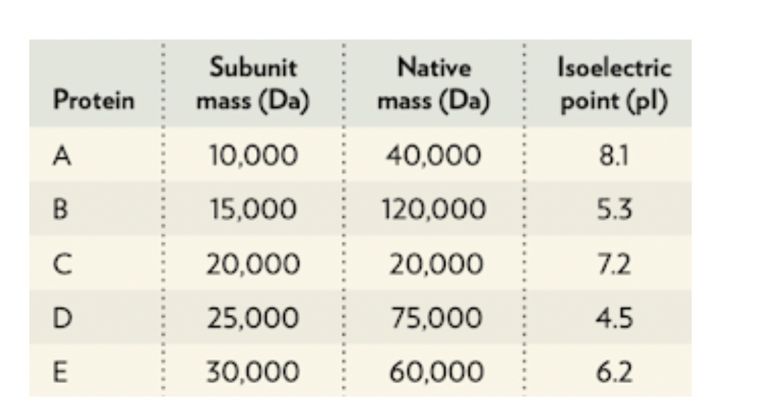 Protein
A
B
с
D
E
Subunit
mass (Da)
10,000
15,000
20,000
25,000
30,000
Native
mass (Da)
40,000
120,000
20,000
75,000
60,000
Isoelectric
point (pl)
8.1
5.3
7.2
4.5
6.2