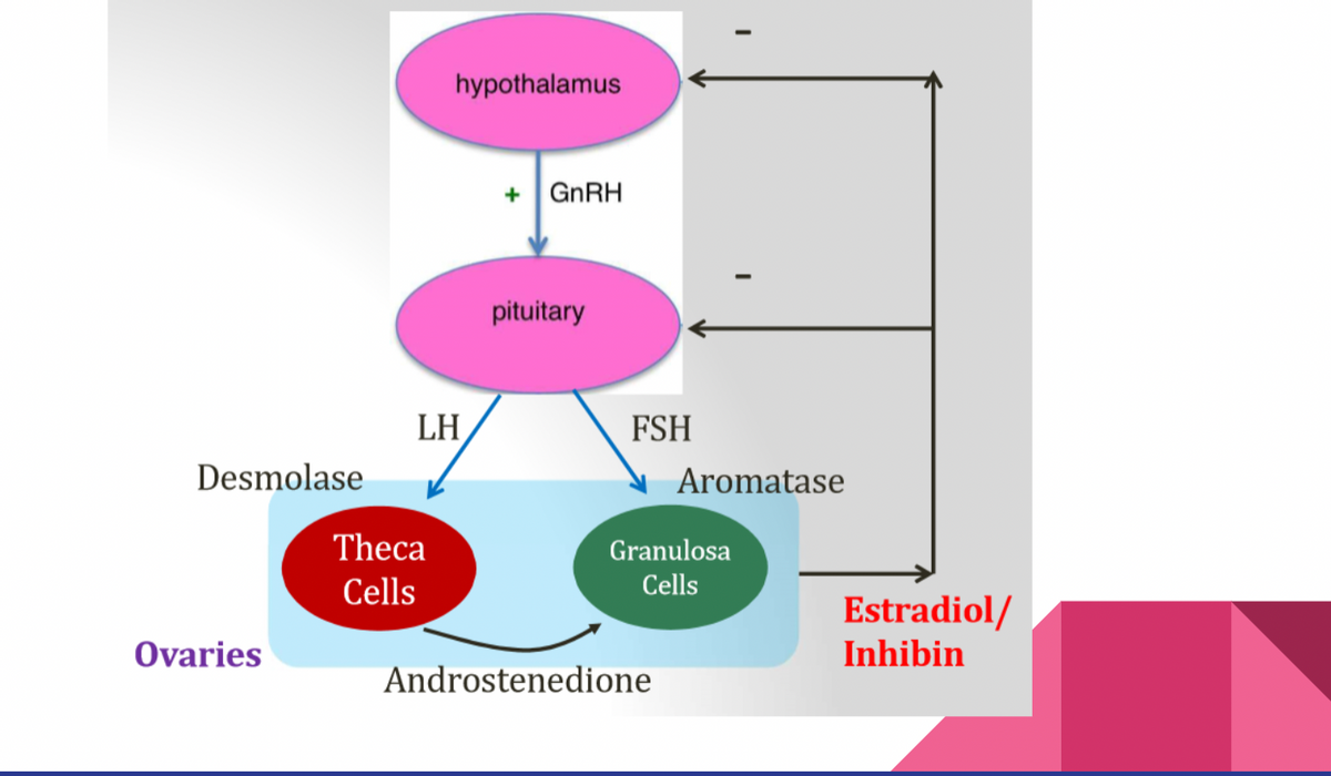 Desmolase
Ovaries
hypothalamus
LH
Theca
Cells
GnRH
pituitary
FSH
Aromatase
Granulosa
Cells
Androstenedione
Estradiol/
Inhibin