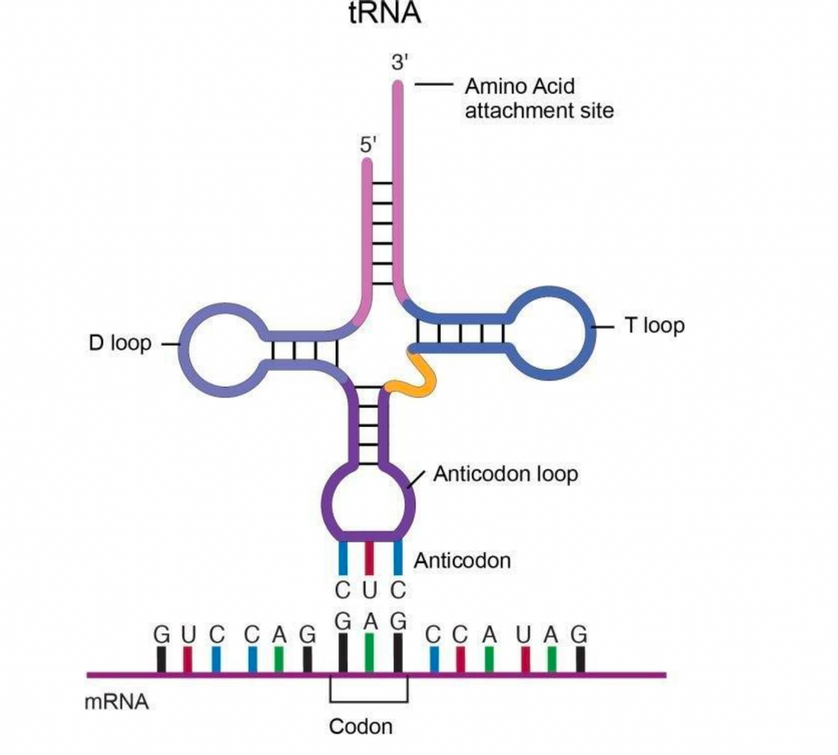 D loop
mRNA
C
GUC CAG
tRNA
5'
3¹
Amino Acid
attachment site
Codon
O
Anticodon loop
뉴
CUC
GAG CCA UAG
Anticodon
T loop
