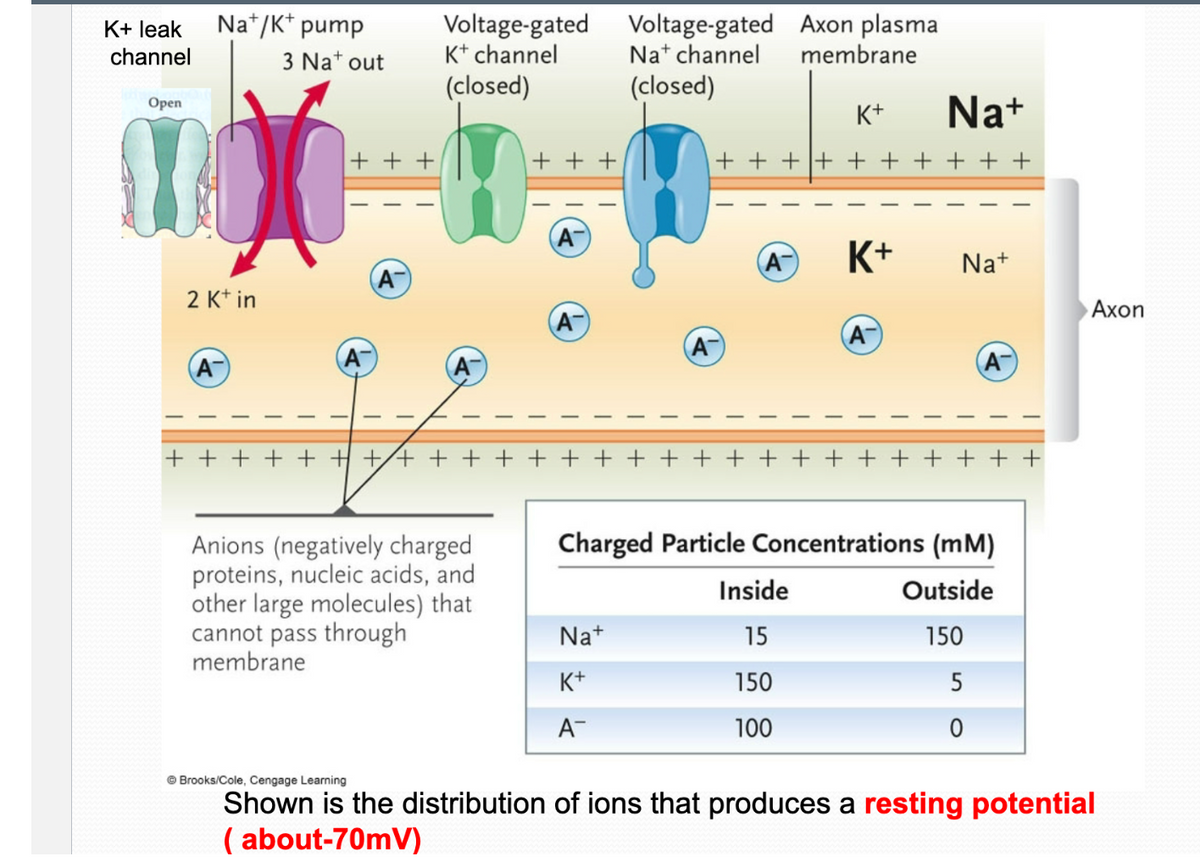 K+ leak
channel
Open
Na+/K+ pump
2 K+ in
(Α΄
T
+
+
+
3 Na+ out
T
I
+++
A
T
Voltage-gated
K+ channel
(closed)
++++++++
Anions (negatively charged
proteins, nucleic acids, and
other large molecules) that
cannot pass through
membrane
+++
+
A
A
Voltage-gated Axon plasma
Na+ channel membrane
(closed)
Na+
K+
A™
T
A
K+ Na+
+ + + + + + + + + +
A K+
T
+ + + + +
Inside
15
150
100
A
T
+
Na+
Charged Particle Concentrations (mm)
Outside
150
A
5
0
+ +
Axon
Brooks/Cole, Cengage Learning
Shown is the distribution of ions that produces a resting potential
(about-70mV)