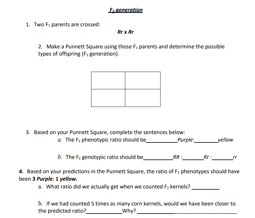 1. Two F₁ parents are crossed:
F₂ generation
Rr x Rr
2. Make a Punnett Square using those F₁ parents and determine the possible
types of offspring (F₂ generation).
3. Based on your Punnett Square, complete the sentences below:
a. The F₂ phenotypic ratio should be
Purple:
b. The F₂ genotypic ratio should be_
4. Based on your predictions in the Punnett Square, the ratio of F₂ phenotypes should have
been 3 Purple: 1 yellow.
a. What ratio did we actually get when we counted F₂ kernels?
RR:
yellow
Rr:
b. If we had counted 5 times as many corn kernels, would we have been closer to
_Why?
the predicted ratio?_