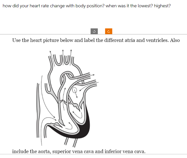 how did your heart rate change with body position? when was it the lowest? highest?
Use the heart picture below and label the different atria and ventricles. Also
include the aorta, superior vena cava and inferior vena cava.
