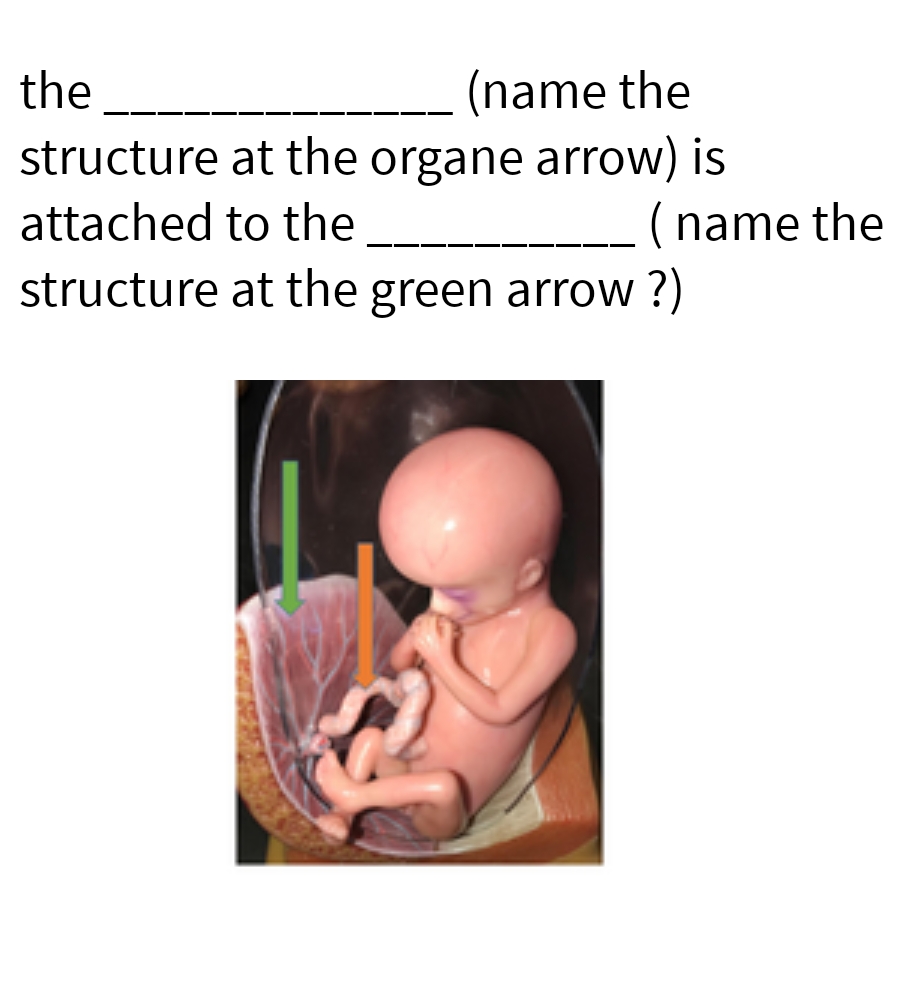 (name the
at the organe arrow) is
the
structure
attached to the
structure
(name the
at the green arrow?)