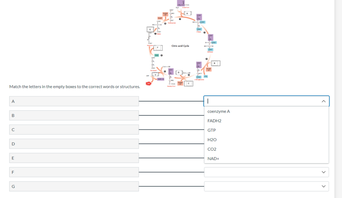 Match the letters in the empty boxes to the correct words or structures.
A
B
с
D
E
F
G
-O
Citric acid Cycle
coenzyme A
FADH2
GTP
H2O
CO2
NAD+
