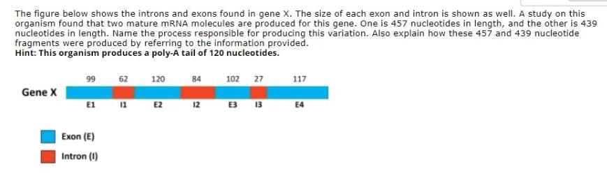 The figure below shows the introns and exons found in gene X. The size of each exon and intron is shown as well. A study on this
organism found that two mature MRNA molecules are produced for this gene. One is 457 nucleotides in length, and the other is 439
nucleotides in length. Name the process responsible for producing this variation. Also explain how these 457 and 439 nucleotide
fragments were produced by referring to the information provided.
Hint: This organism produces a poly-A tail of 120 nucleotides.
99
62
120
84
102 27
117
Gene X
E1
в в
11
E2
12
E4
Exon (E)
Intron (1)
