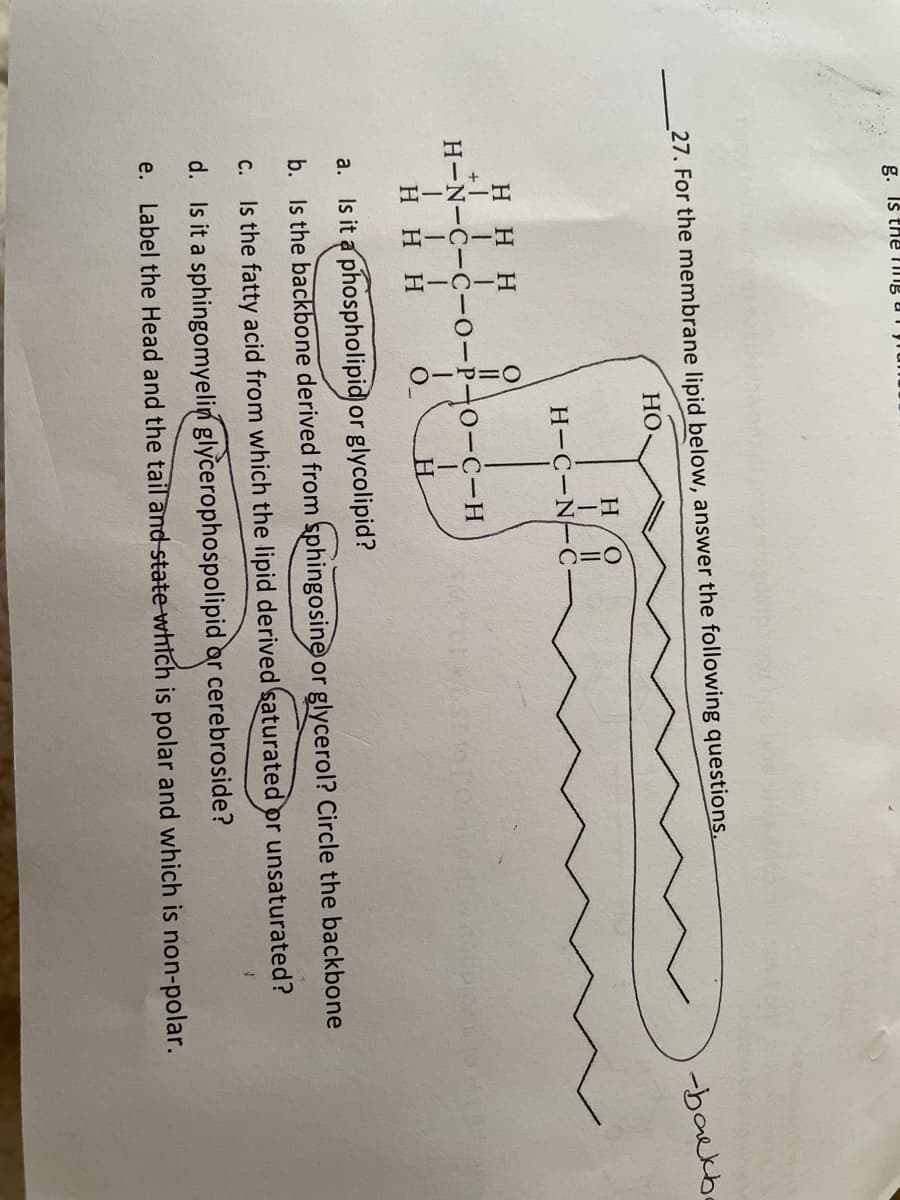 g. Iš the ing aiyrunu
27. For the membrane lipid below, answer the following questions.
HO
-backbe
H
H-C-N-C
H HH
H-N-C-C-0-P-O-C-H
H HH
a. Is it a phospholipid or glycolipid?
b. Is the backbone derived from sphingosine or glycerol? Circle the backbone
C. Is the fatty acid from which the lipid derived saturated or unsaturated?
d. Is it a sphingomyelin glycerophospolipid ar cerebroside?
e. Label the Head and the tail and state which is polar and which is non-polar.
