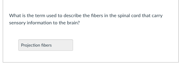 What is the term used to describe the fibers in the spinal cord that carry
sensory information to the brain?
Projection fibers
