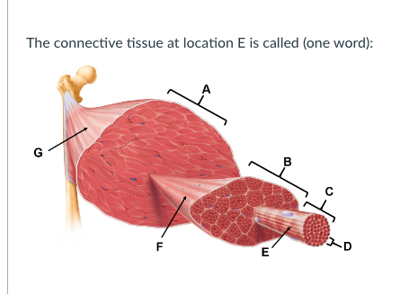 The connective tissue at location E is called (one word):
A
G
B
E
