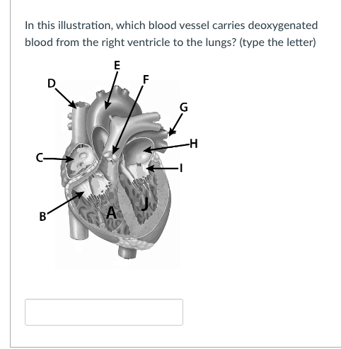 In this illustration, which blood vessel carries deoxygenated
blood from the right ventricle to the lungs? (type the letter)
E
F
-H
B'

