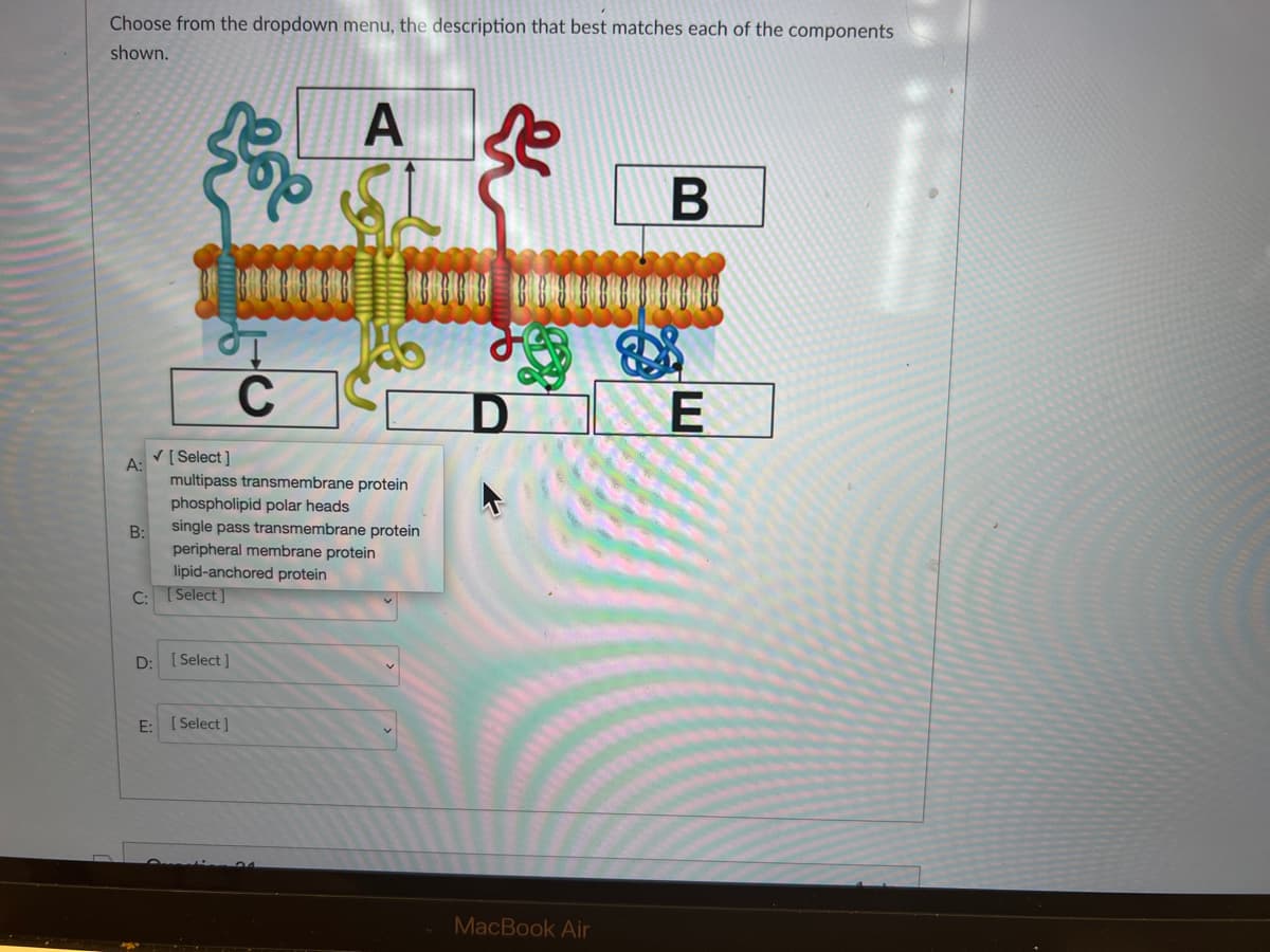 Choose from the dropdown menu, the description that best matches each of the components
shown.
A
se
C
D.
[ Select ]
A:
multipass transmembrane protein
phospholipid polar heads
single pass transmembrane protein
B:
peripheral membrane protein
lipid-anchored protein
C: ( Select ]
D: [ Select ]
E: [ Select ]
MacBook Air
B
