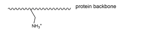 NH3+
protein backbone