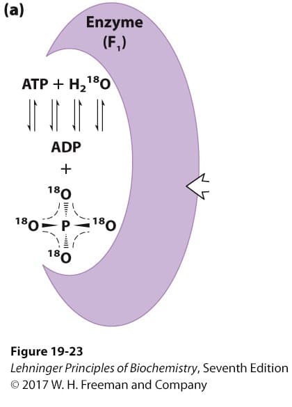 (a)
ATP + H₂¹⁹0
ADP
+
180
Enzyme
(F₁)
180 P180
180
Figure 19-23
Lehninger Principles of Biochemistry, Seventh Edition
© 2017 W. H. Freeman and Company