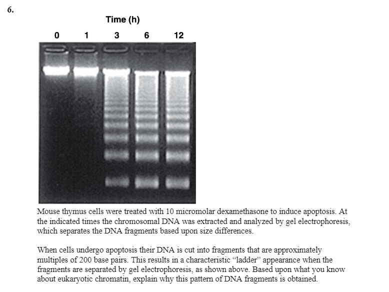 Time (h)
0 1 3 6
12
Mouse thymus cells were treated with 10 micromolar dexamethasone to induce apoptosis. At
the indicated times the chromosomal DNA was extracted and analyzed by gel electrophoresis,
which separates the DNA fragments based upon size differences.
When cells undergo apoptosis their DNA is cut into fragments that are approximately
multiples of 200 base pairs. This results in a characteristic “ladder" appearance when the
fragments are separated by gel electrophoresis, as shown above. Based upon what you know
about eukaryotic chromatin, explain why this pattern of DNA fragments is obtained.
6.
