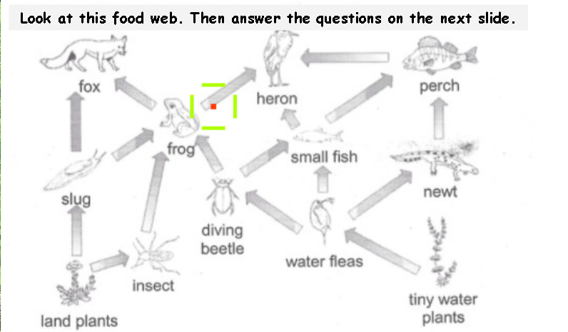 Look at this food web. Then answer the questions on the next slide.
fox
perch
heron
frog
small fish
newt
slug
diving
beetle
water fleas
insect
tiny water
plants
land plants

