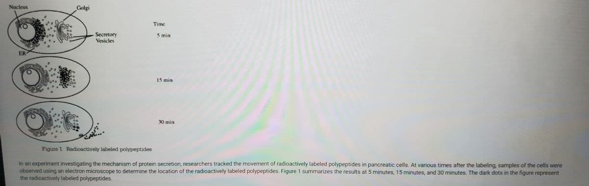 Nucleus
Golgi
Time
Secretory
Vesicles
5 min
ER
15 min
30 min
Figure 1. Radioactively labeled polypeptides
In an experiment investigating the mechanism of protein secretion, researchers tracked the movement of radioactively labeled polypeptides in pancreatic cells. At various times after the labeling, samples of the cells were
observed using an electron microscope to determine the location of the radioactively labeled polypeptides. Figure 1 summarizes the results at 5 minutes, 15 minutes, and 30 minutes. The dark dots in the figure represent
the radioactively labeled polypeptides.
