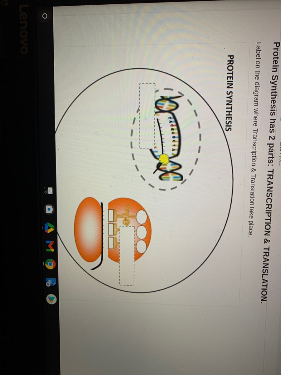 Protein Synthesis has 2 parts: TRANSCRIPTION & TRANSLATION.
Label on the diagram where Transcription & Translation take place.
PROTEIN SYNTHESIS
Lenovo
