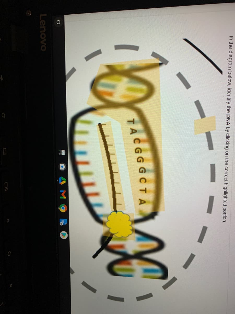 In the diagram below, identify the DNA by clicking on the correct highlighted portion.
TACGGGCTA
Lenovo
