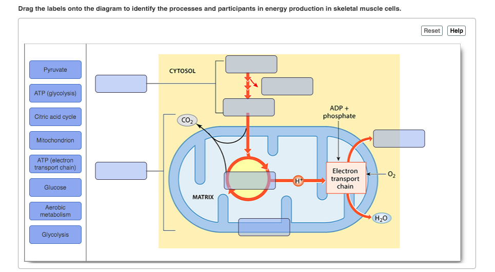 Drag the labels onto the diagram to identify the processes and participants in energy production in skeletal muscle cells.
Reset
Help
Pyruvate
CYTOSOL
ATP (glycolysis)
ADP +
Citric acid cycle
phosphate
CO
Mitochondrion
ATP (electron
transport chain)
Electron
O2
transport
chain
Glucose
MATRIX
Aerobic
metabolism
H,0
Glycolysis
