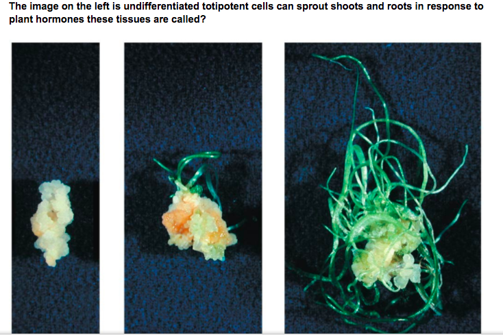 The image on the left is undifferentiated totipotent cells can sprout shoots and roots in response to
plant hormones these tissues are called?
