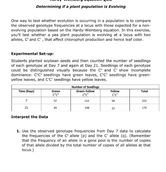 Determining if a plant population is Evolving
One way to test whether evolution is occurring in a population is to compare
the observed genotype frequencies at a locus with those expected for a non-
evolving population based on the Hardy-Weinberg equation. In this exercise,
you'll test whether a pea plant population is evolving at a locus with two
alleles, Cand C, that affect chlorophyll production and hence leaf color.
Experimental Set-up:
Students planted soybean seeds and then counted the number of seedlings
of each genotype at Day 7 and again at Day 21. Seedlings of each genotype
could be distinguished visually because the C° and C' show incomplete
dominance: C°C® seedlings have green leaves, C°C" seedlings have green-
yellow leaves, and C'C" seedlings have yellow leaves.
Number of Seedlings
Time (Days)
Green
Green-Yellow
Yellow
Total
c"c*
c'c"
7
52
113
58
222
21
49
108
22
179
Interpret the Data
1. Use the observed genotype frequencies from Day 7 data to calculate
the frequencies of the C allele (p) and the C allele (q). (Remember
that the frequency of an allele in a gene pool is the number of copies
of that allele divided by the total number of copies of all alleles at that
locus.)
